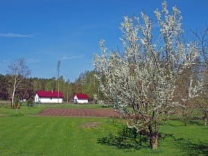 Small country house, garden, blooming plum tree