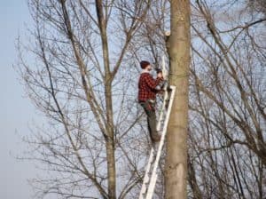 man on a ladder trimming trees gardener pruning 2021 08 31 07 23 31 utc