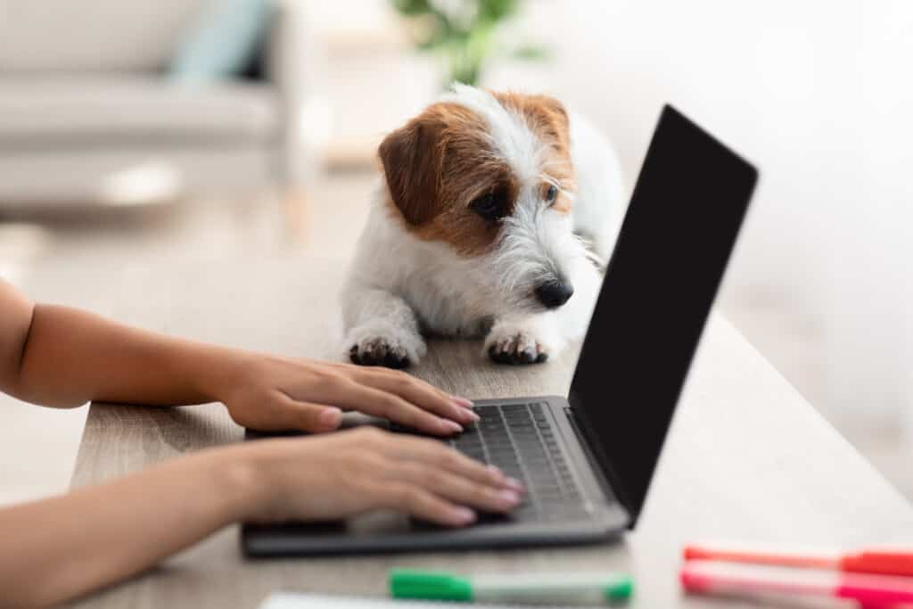 jack russel puppy laying by typing on laptop owner 2022 10 07 01 11 04 utc
